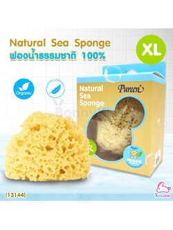(13144) Pureen (เพียวรีน) Natural Sea Sponge ฟองน้ำธรรมชาติแท้ 100% ไซส์ XL