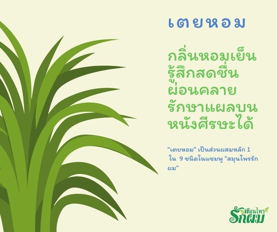 แชมพูสมุนไพรรักผม 250ml x 3 ขวด ยาสระผมแก้รังแคเชื้อรา แก้ผมร่วง แก้ปัญหาผมมัน ผมคัน ชะลอผมหงอก ช่วยให้ผมเกิดใหม่ ไม่ต้องใช้ครีมนวดผม อุดมด้วยสมุนไพรธรรมชาติถึง 9 ชนิด ใช้ได้ทุกวัย สระได้ทุกวัน ปราศจากสารเคมีที่เป็นอันตราย