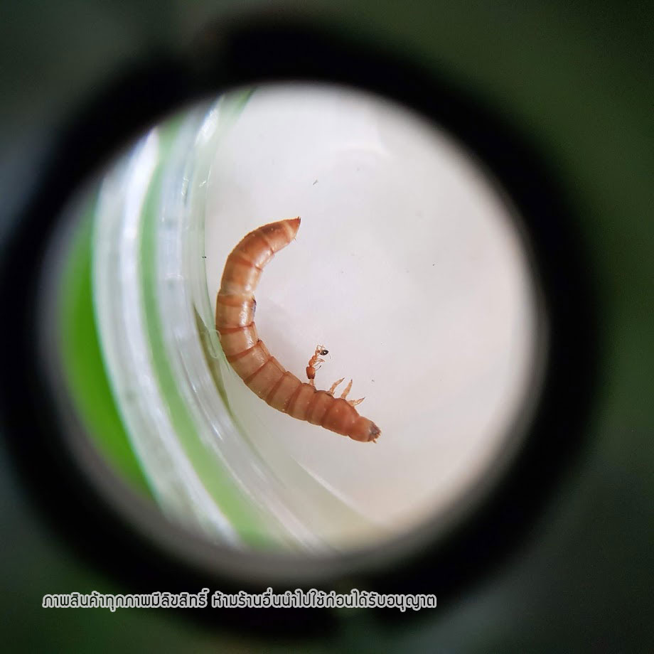 ชุดสะสมแมลงและสำรวจธรรมชาติ กล้องขยาย Microscope ของเล่นวิทยาศาสตร์ เพื่อการเรียนรู้อย่างสนุกสนาน