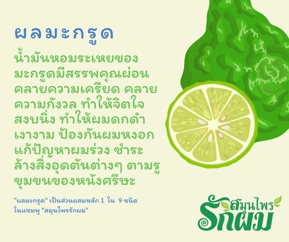 แชมพูสมุนไพรรักผม 250ml x 12 ขวด ยาสระผมแก้รังแคเชื้อรา แก้ผมร่วง แก้ปัญหาผมมัน ผมคัน ชะลอผมหงอก ช่วยให้ผมเกิดใหม่ ไม่ต้องใช้ครีมนวดผม อุดมด้วยสมุนไพรธรรมชาติถึง 9 ชนิด ใช้ได้ทุกวัย สระได้ทุกวัน ปราศจากสารเคมีที่เป็นอันตราย