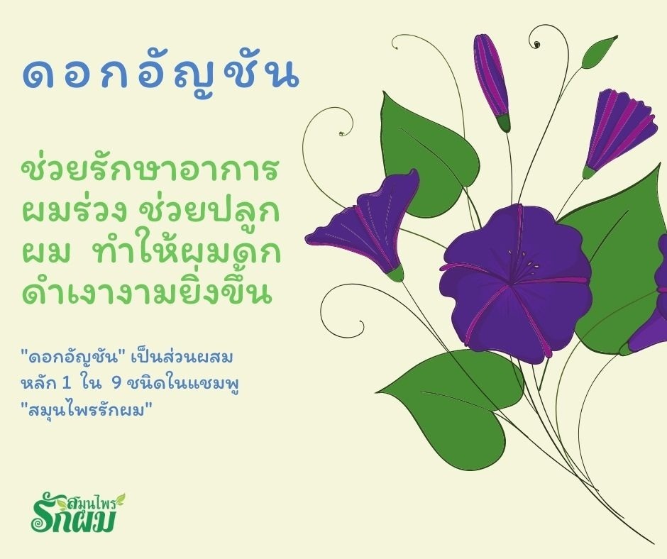 แชมพูสมุนไพรรักผม 250ml x 12 ขวด ยาสระผมแก้รังแคเชื้อรา แก้ผมร่วง แก้ปัญหาผมมัน ผมคัน ชะลอผมหงอก ช่วยให้ผมเกิดใหม่ ไม่ต้องใช้ครีมนวดผม อุดมด้วยสมุนไพรธรรมชาติถึง 9 ชนิด ใช้ได้ทุกวัย สระได้ทุกวัน ปราศจากสารเคมีที่เป็นอันตราย