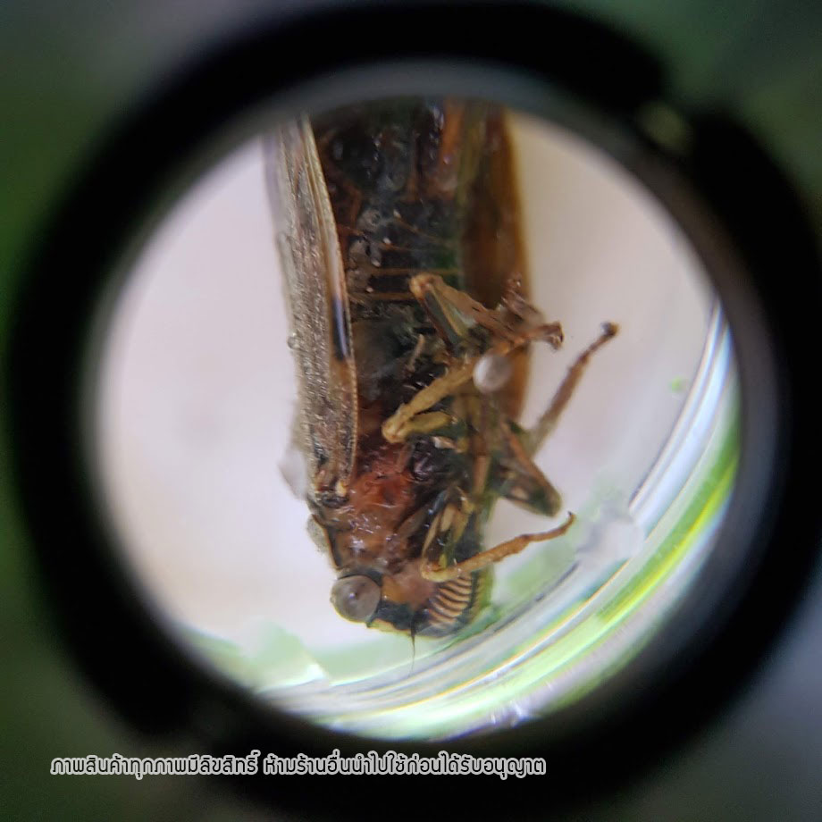 ชุดสะสมแมลงและสำรวจธรรมชาติ กล้องขยาย Microscope ของเล่นวิทยาศาสตร์ เพื่อการเรียนรู้อย่างสนุกสนาน