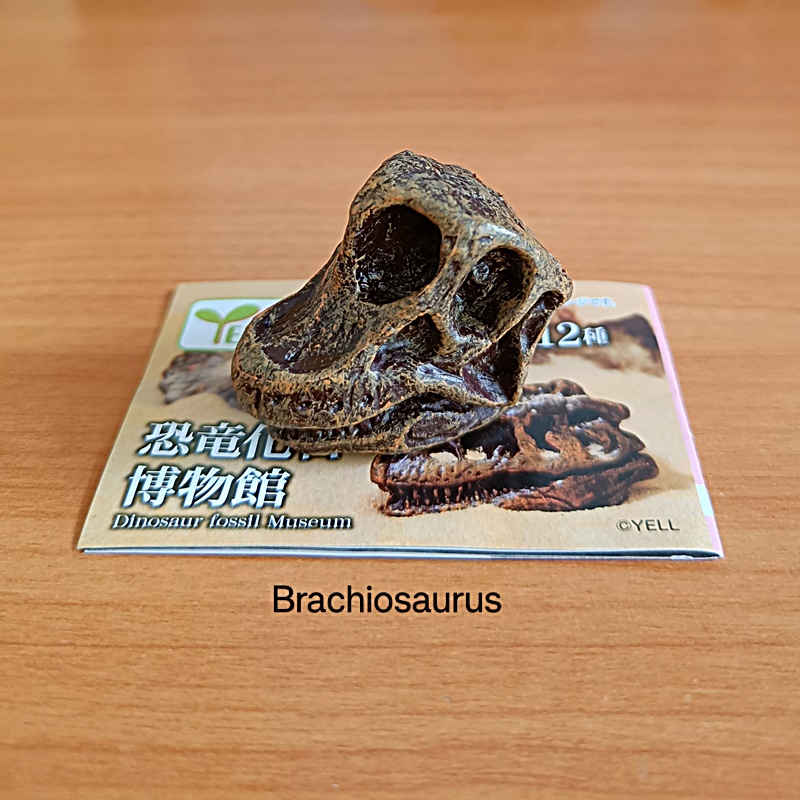 กาชาปองโมเดลซากฟอสซิล Dinosaur Fossil Museum