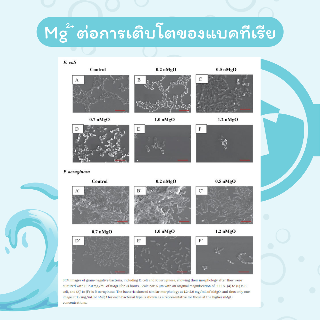 Mag Wash ซักผ้าแบบออร์แกนิค 🌿ทดแทนการใช้ผงซักฟอก 🧺✨