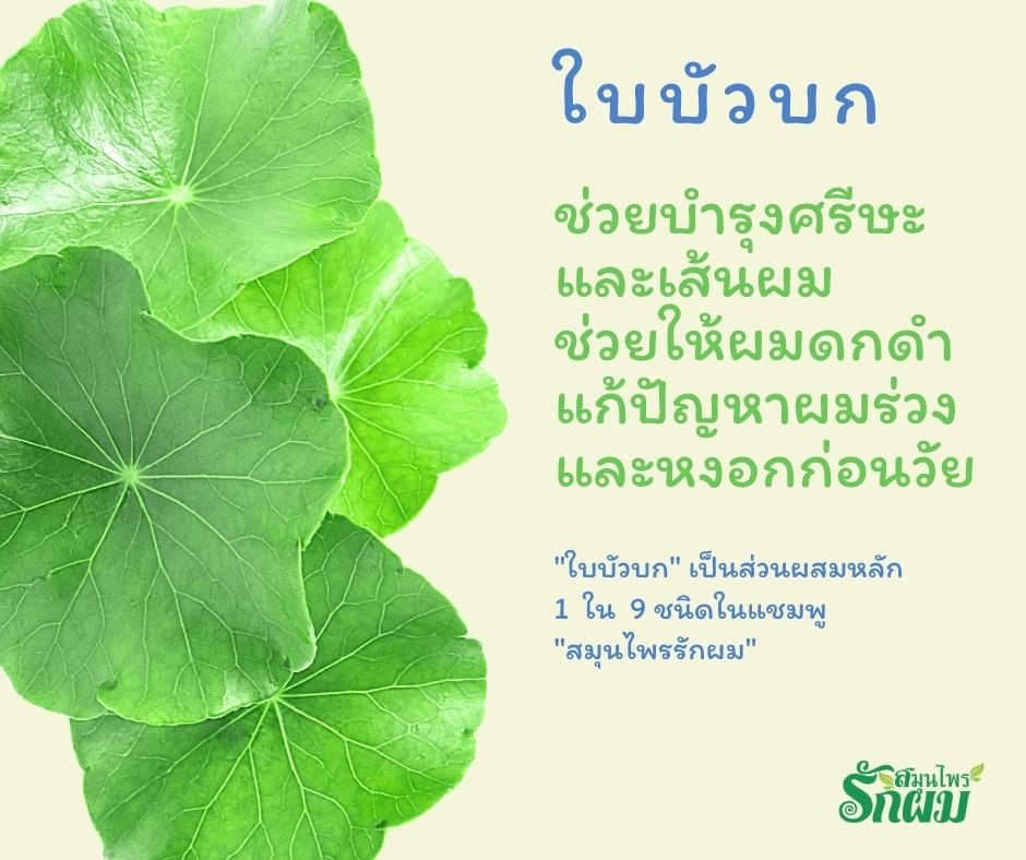 แชมพูสมุนไพรรักผม 250ml x 3 ขวด ยาสระผมแก้รังแคเชื้อรา แก้ผมร่วง แก้ปัญหาผมมัน ผมคัน ชะลอผมหงอก ช่วยให้ผมเกิดใหม่ ไม่ต้องใช้ครีมนวดผม อุดมด้วยสมุนไพรธรรมชาติถึง 9 ชนิด ใช้ได้ทุกวัย สระได้ทุกวัน ปราศจากสารเคมีที่เป็นอันตราย