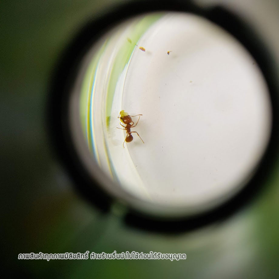 ชุดสะสมแมลงและสำรวจธรรมชาติ กล้องขยาย Microscope ของเล่นวิทยาศาสตร์ เพื่อการเรียนรู้อย่างสนุกสนาน