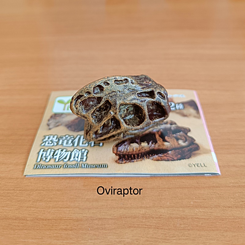 กาชาปองโมเดลซากฟอสซิล Dinosaur Fossil Museum