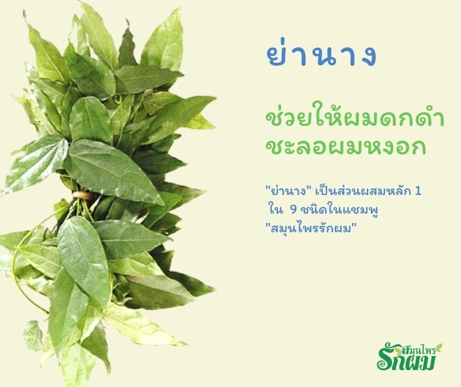 แชมพูสมุนไพรรักผม 250ml x 12 ขวด ยาสระผมแก้รังแคเชื้อรา แก้ผมร่วง แก้ปัญหาผมมัน ผมคัน ชะลอผมหงอก ช่วยให้ผมเกิดใหม่ ไม่ต้องใช้ครีมนวดผม อุดมด้วยสมุนไพรธรรมชาติถึง 9 ชนิด ใช้ได้ทุกวัย สระได้ทุกวัน ปราศจากสารเคมีที่เป็นอันตราย