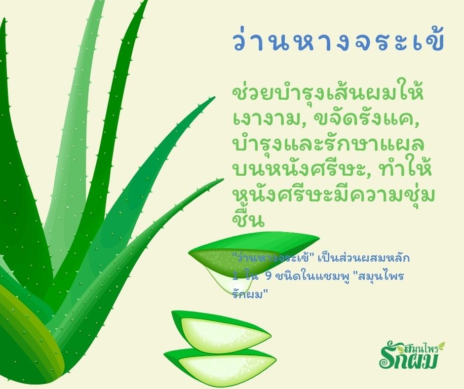 แชมพูสมุนไพรรักผม 250ml x 3 ขวด ยาสระผมแก้รังแคเชื้อรา แก้ผมร่วง แก้ปัญหาผมมัน ผมคัน ชะลอผมหงอก ช่วยให้ผมเกิดใหม่ ไม่ต้องใช้ครีมนวดผม อุดมด้วยสมุนไพรธรรมชาติถึง 9 ชนิด ใช้ได้ทุกวัย สระได้ทุกวัน ปราศจากสารเคมีที่เป็นอันตราย