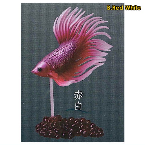 กาชาปองฟิกเกอร์ปลากัด Fighting Fish ~Betta~ 2