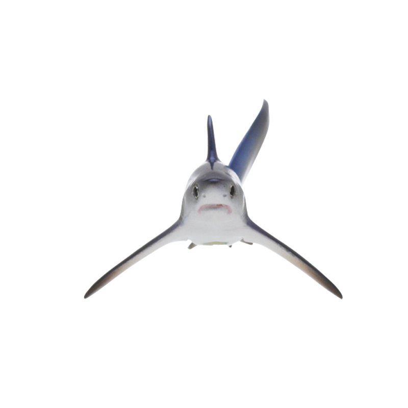 กาชาปองฟิกเกอร์ฉลาม Shark