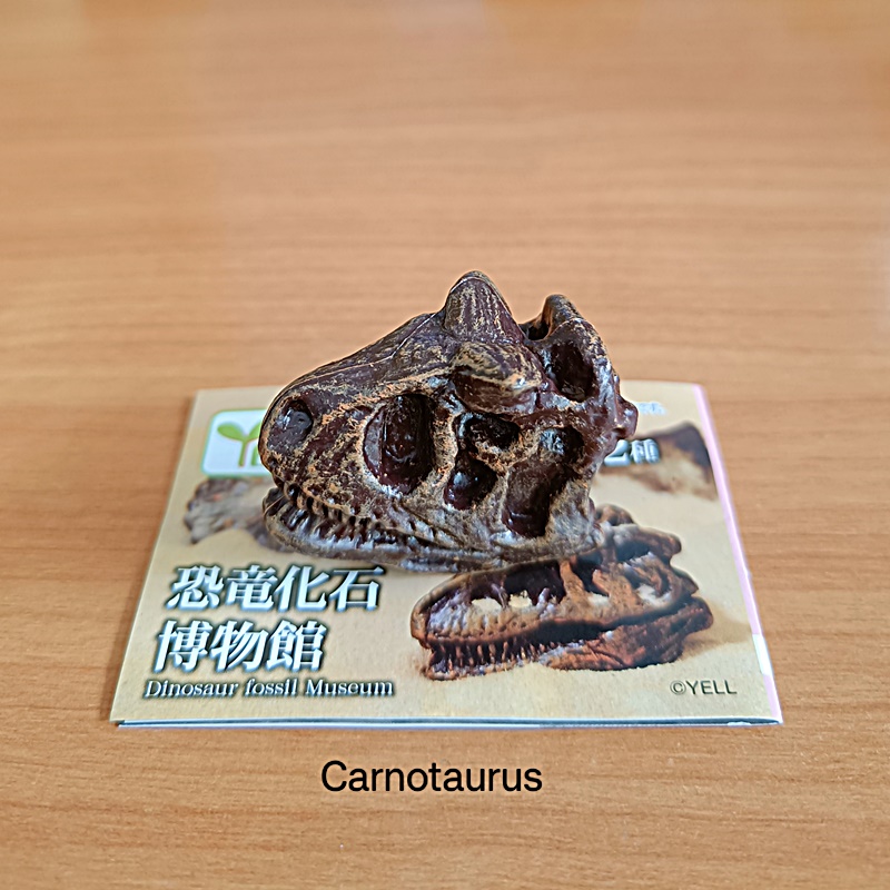 กาชาปองโมเดลซากฟอสซิล Dinosaur Fossil Museum