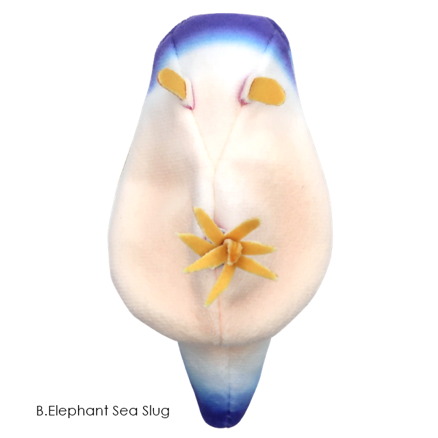 กาชาปองตุ๊กตาทากทะเล Sea Slug Plush Toy 2