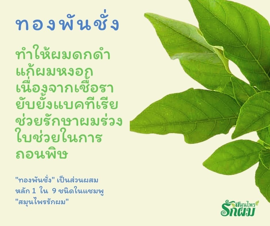 แชมพูสมุนไพรรักผม 250ml x 3 ขวด ยาสระผมแก้รังแคเชื้อรา แก้ผมร่วง แก้ปัญหาผมมัน ผมคัน ชะลอผมหงอก ช่วยให้ผมเกิดใหม่ ไม่ต้องใช้ครีมนวดผม อุดมด้วยสมุนไพรธรรมชาติถึง 9 ชนิด ใช้ได้ทุกวัย สระได้ทุกวัน ปราศจากสารเคมีที่เป็นอันตราย