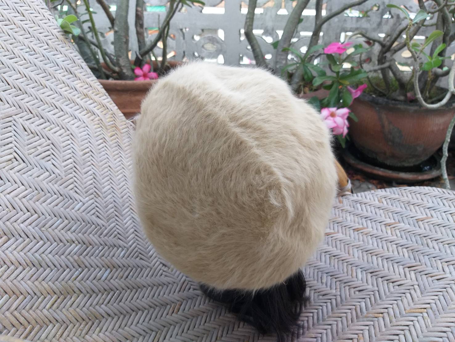 หมวกเบเร่ต์ขนกระต่ายแท้ INGNI สีน้ำตาล