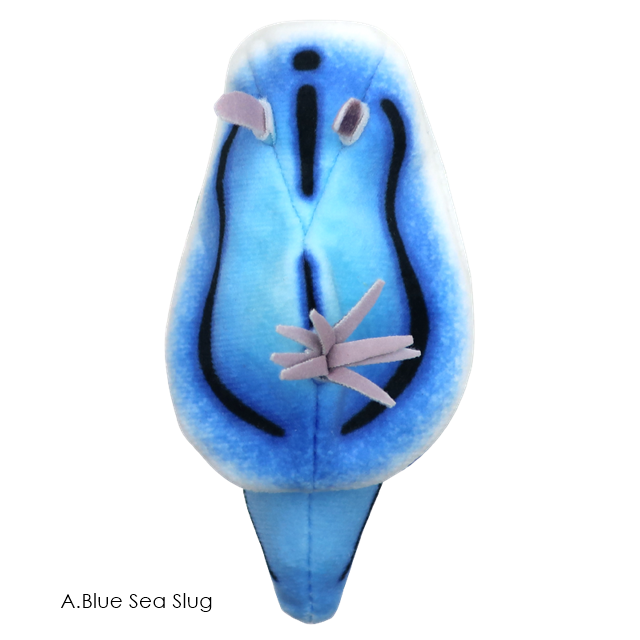 กาชาปองตุ๊กตาทากทะเล Sea Slug Plush Toy 2