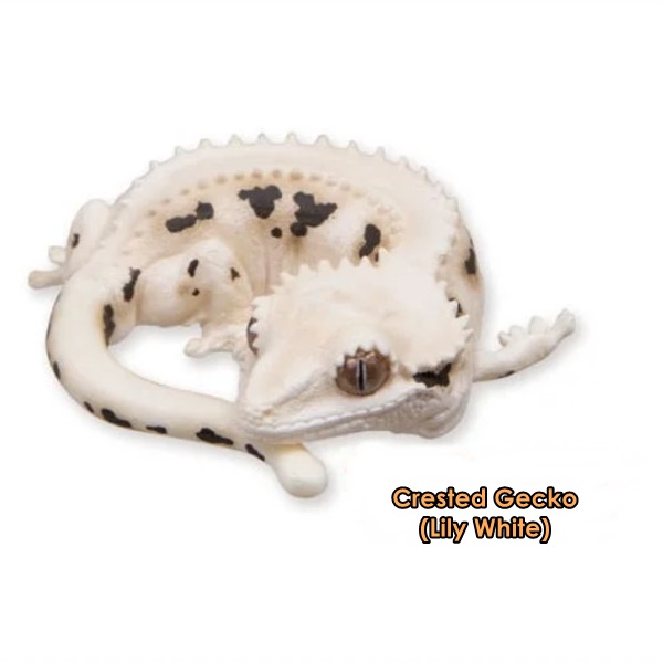 กาชาปองฟิกเกอร์ตุ๊กแก African Ground Gecko and Crested Gecko Sleep Series