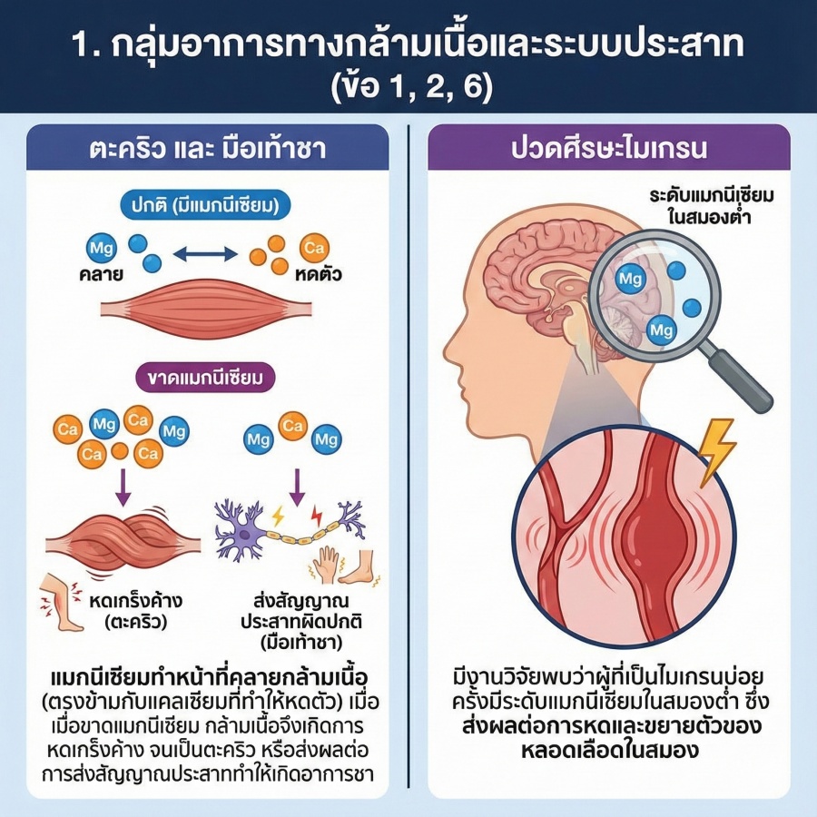Infographic อาการทางกล้ามเนื้อ ตะคริว มือเท้าชา ไมเกรน