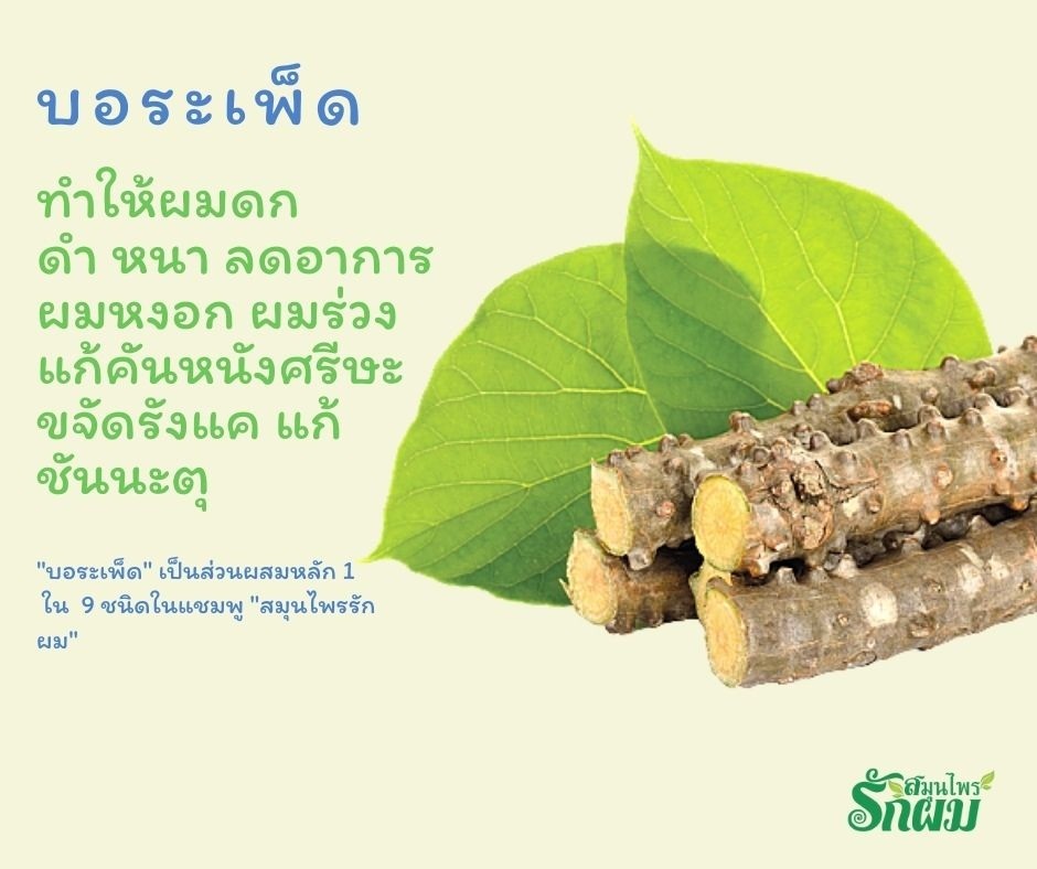 แชมพูสมุนไพรรักผม 250ml x 12 ขวด ยาสระผมแก้รังแคเชื้อรา แก้ผมร่วง แก้ปัญหาผมมัน ผมคัน ชะลอผมหงอก ช่วยให้ผมเกิดใหม่ ไม่ต้องใช้ครีมนวดผม อุดมด้วยสมุนไพรธรรมชาติถึง 9 ชนิด ใช้ได้ทุกวัย สระได้ทุกวัน ปราศจากสารเคมีที่เป็นอันตราย