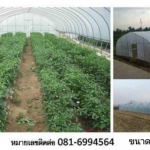 โรงเรือนสำเร็จรูป 6*20เมตร