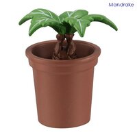 ต้นแมนเดรก (Mandrake)