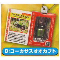 D. Chalcosoma Chiron(Caucasus Beetle)