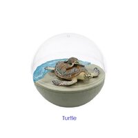 Green Turtle