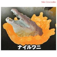 Nile Crocodile