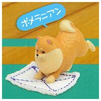 Pomeranian