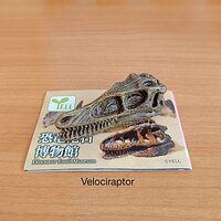 Velociraptor
