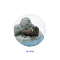 Walrus