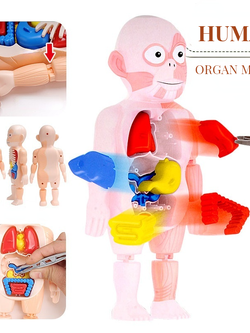 ของเล่นร่างกาย โมเดลร่างกายคน หุ่นสอนอวัยวะมนุษย์ ของเล่นวิทยาศาสตร์สำหรับเด็ก