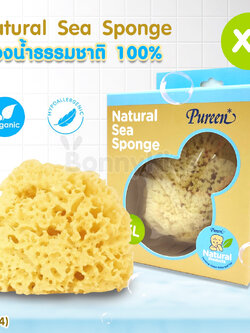 (13144) Pureen (เพียวรีน) Natural Sea Sponge ฟองน้ำธรรมชาติแท้ 100% ไซส์ XL