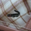 กระเป๋าหิ้วใบเล็ก CROCODILE ของแท้ น่ารักสุดๆๆๆ