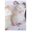 กาชาปองตุ๊กตาชินชิลล่า Prayer INORI Angel Chinchilla