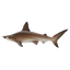 กาชาปองฟิกเกอร์ฉลาม Shark