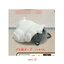 กาชาปองฟิกเกอร์น้องแมวอวบ Cowman Chubby Cat 3rd Flocky Figure