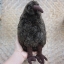ตุ๊กตานกกีวี ใหม่ป้ายห้อยจากนิวซีแลนด์